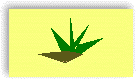 The Desert Shrub